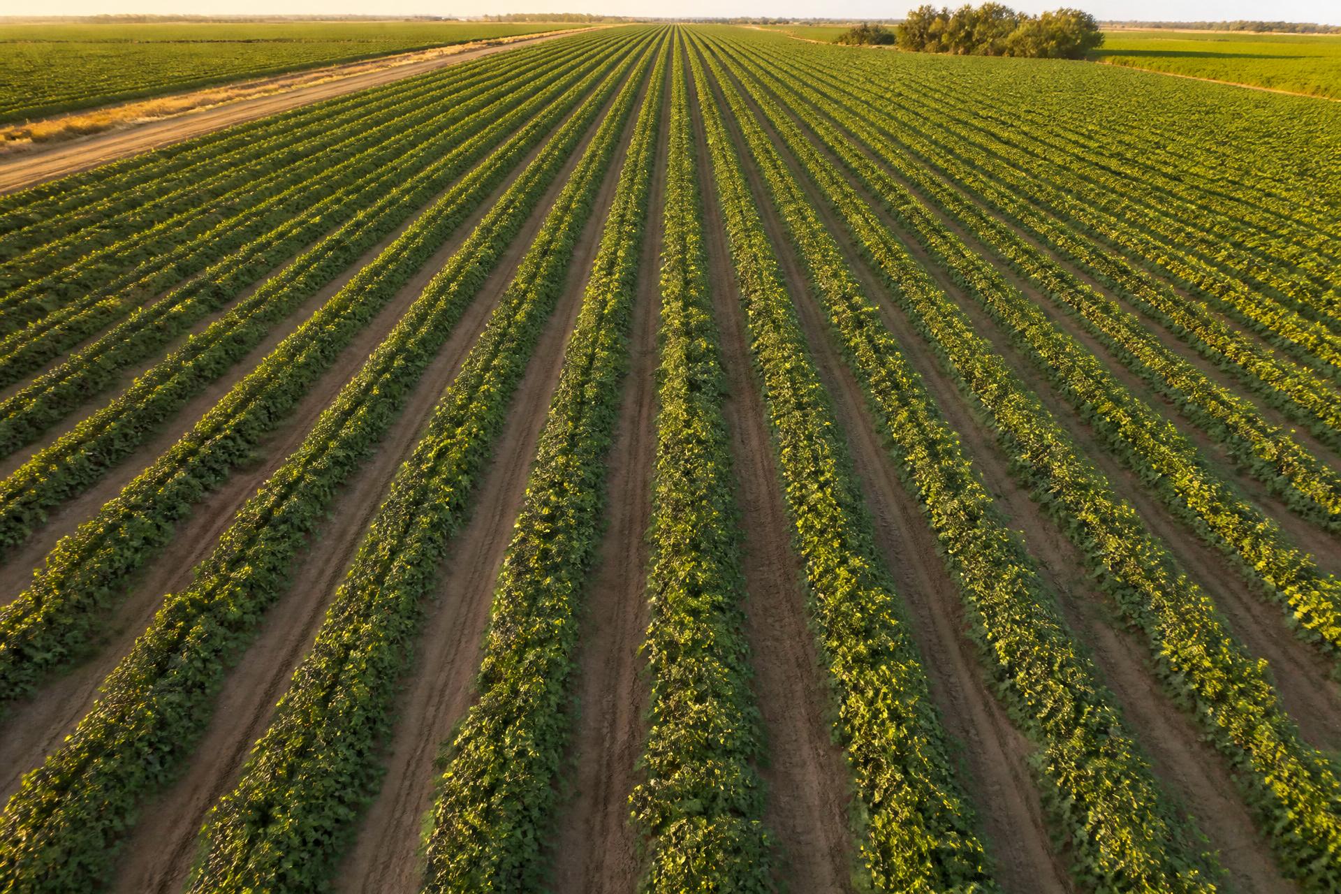 Moderner landwirtschaftlicher Betrieb mit Stall und Weidefläche im Abendlicht